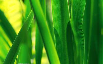 绿叶清新绿色植物ppt图片素材